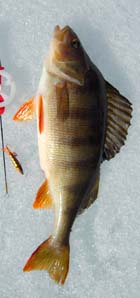 perch ice fishing