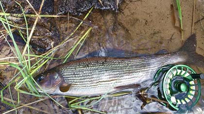 Harr_Peter_Gren_43_cnm